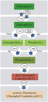 Melatonin Improves the Photosynthetic Apparatus in Pea Leaves Stressed by Paraquat via Chlorophyll Breakdown Regulation and Its Accelerated de novo Synthesis